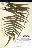 藏品(小毛蕨)的圖片